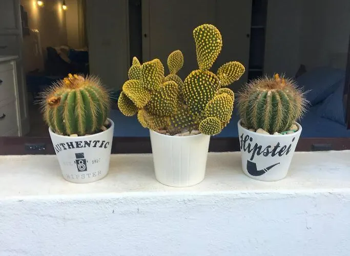 Lejlighed Cactus