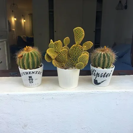 Apartment Cactus